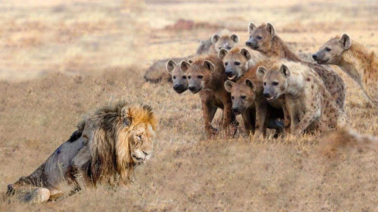 回顾:非洲二哥鬣狗,不怕狮子却怕非洲人?非洲人是怎么对它的?