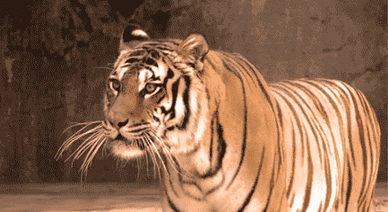 回顾:曾站上神坛的藏獒,其真实战力,在野生动物中算何等层次?