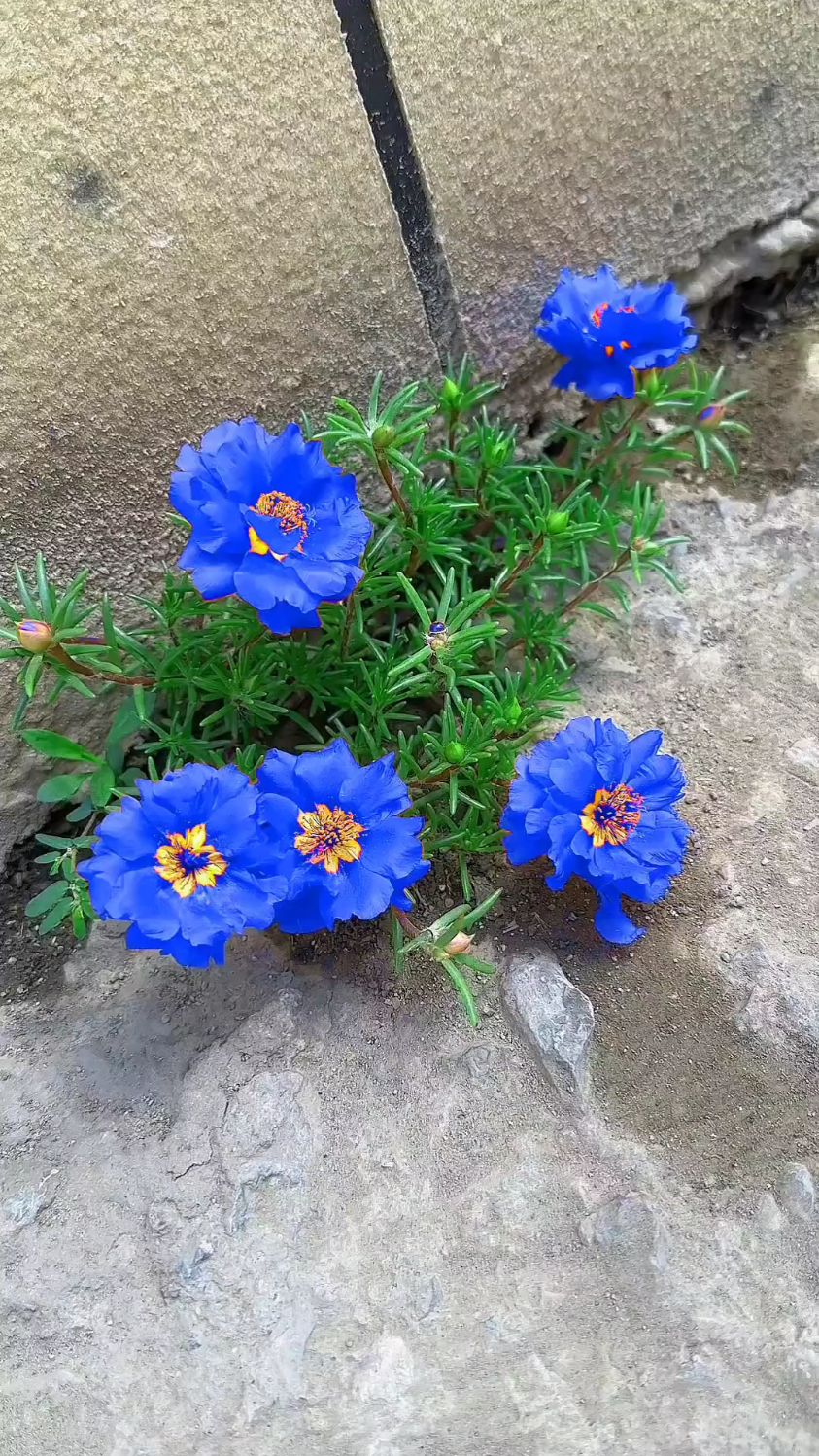 极极罕见,蓝色妖姬的太阳花.