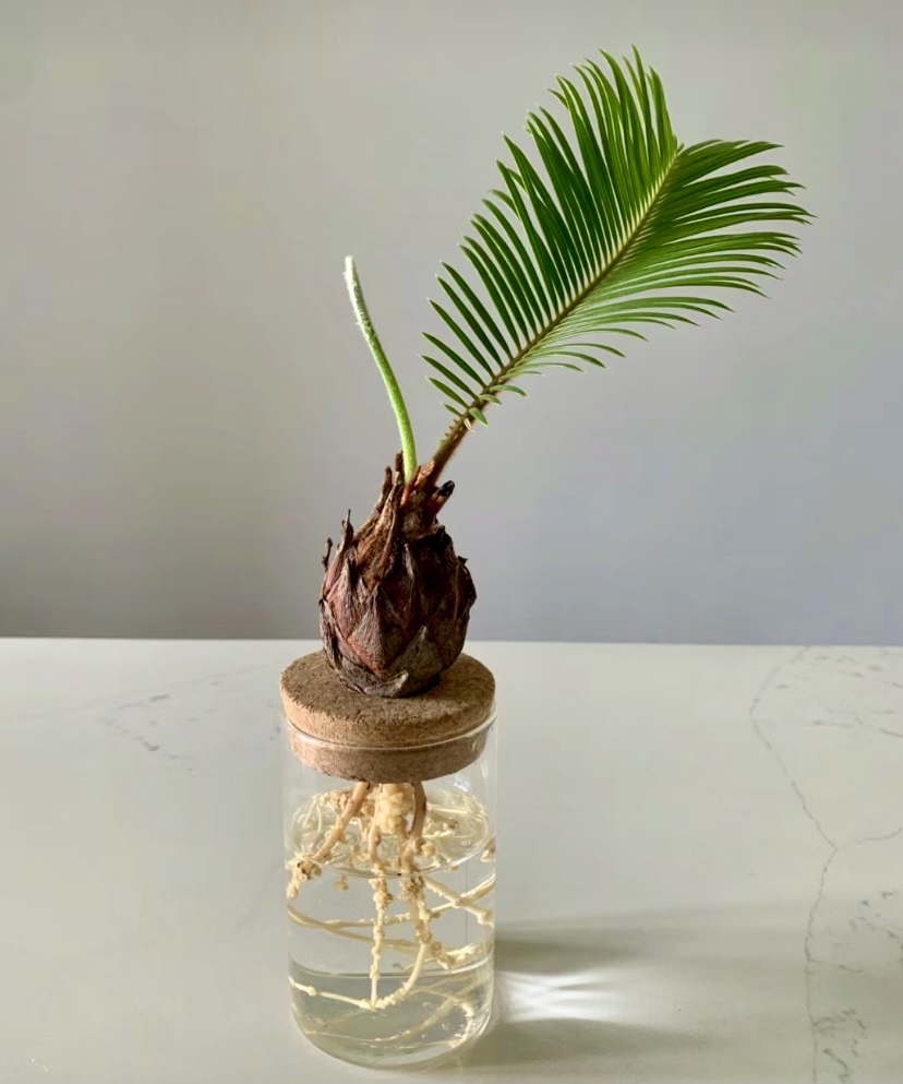 铁树水培,美得很有骨像,气质优雅傲娇,招