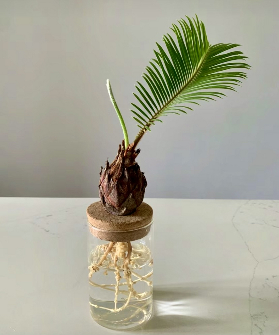 铁树水培,美得很有骨像,气质优雅傲娇,招(财)辟(邪)的哦!