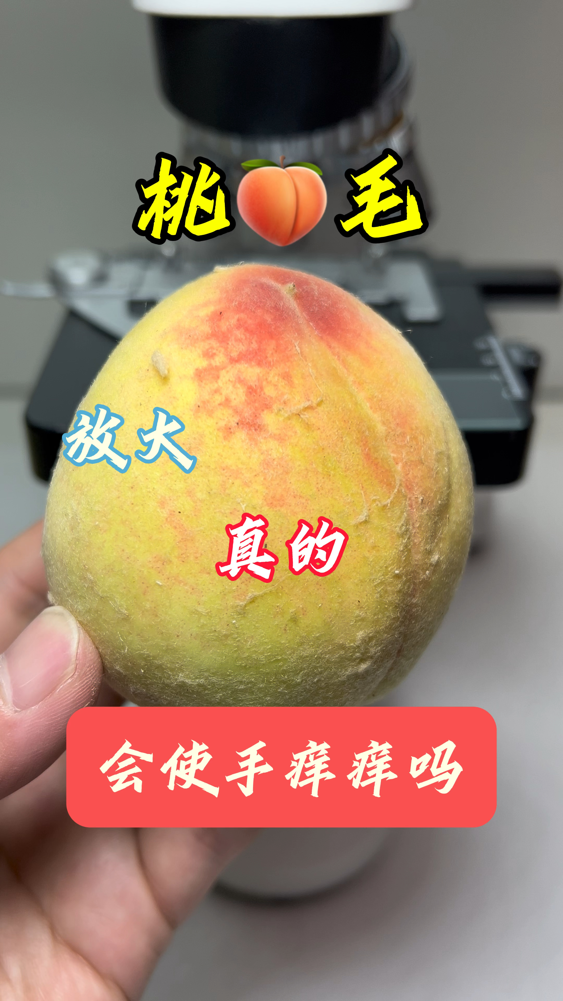 桃毛放大你还敢吃桃吗#摸了桃子痒怎么办 #显微镜下的世界