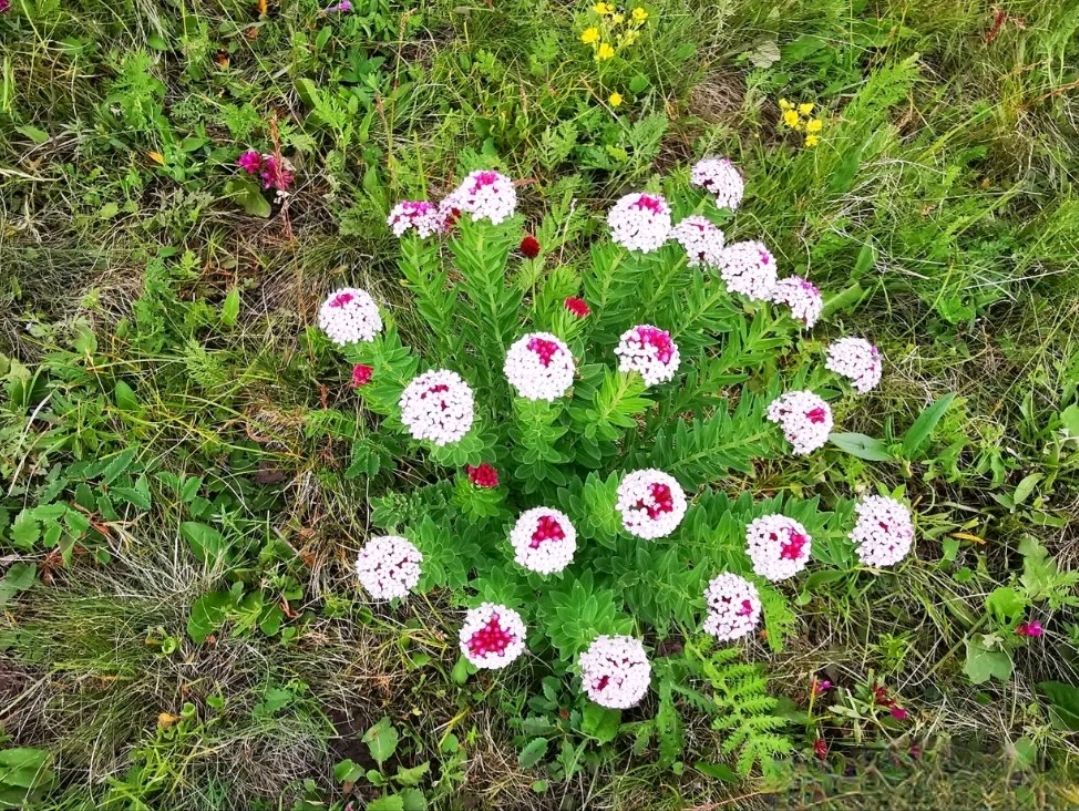 头疼花,学名"狼毒花",又名断肠草,火柴花,闷头花,白狼毒,馒头花,狗
