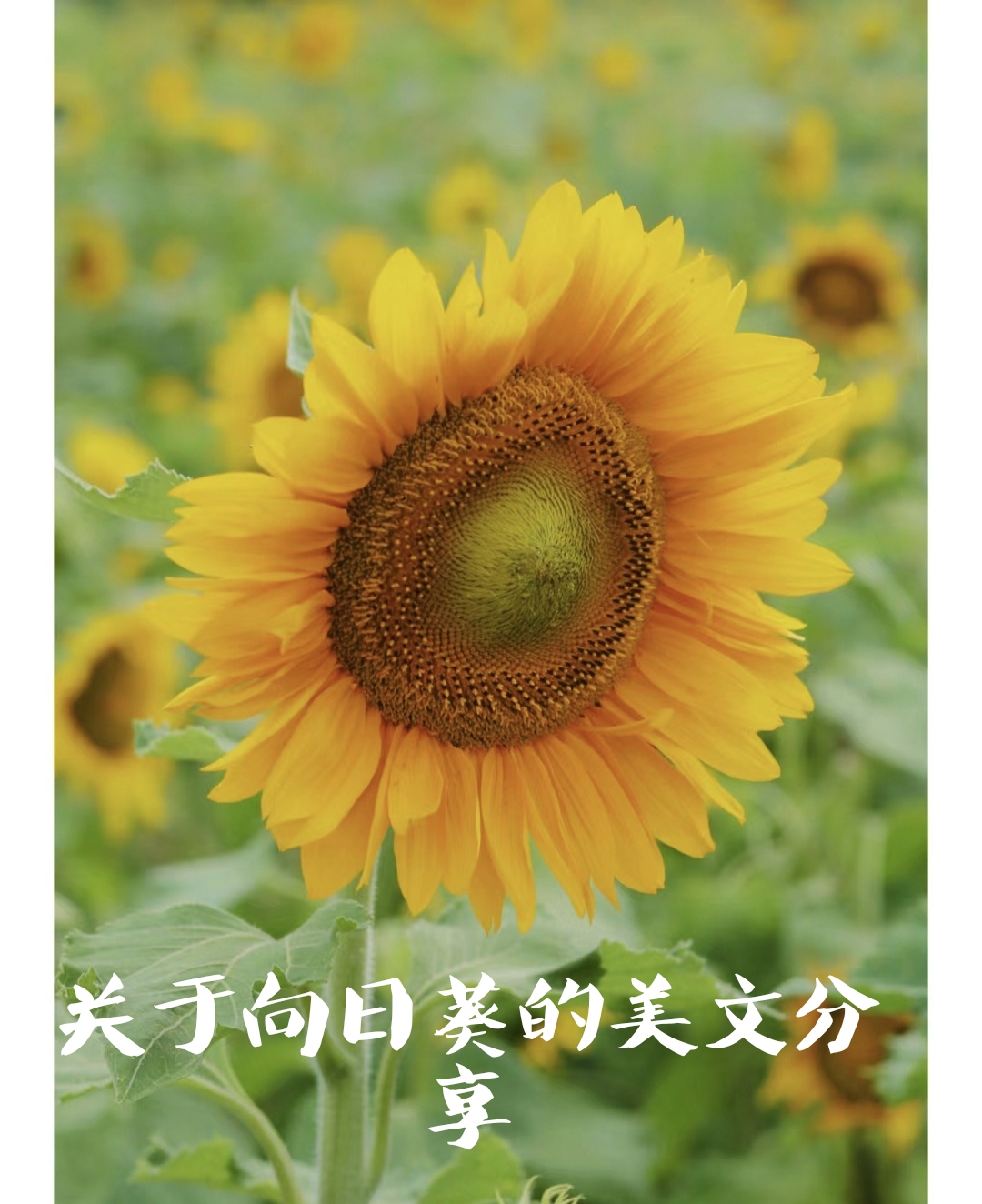 向日葵最火的话语  向日葵就像我们的生活,每天都追逐阳光,坚韧不屈