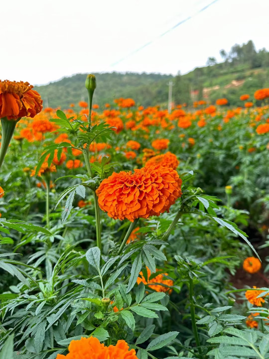 万寿菊是一个非常适合做花海的品种,抗旱性好,耐高温,花期也长,花型如