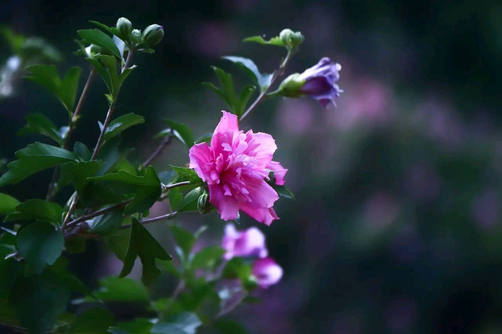 园艺 | 木槿花 木槿(拉丁学名:hibiscus syriacus),别名喇叭花,朝天暮