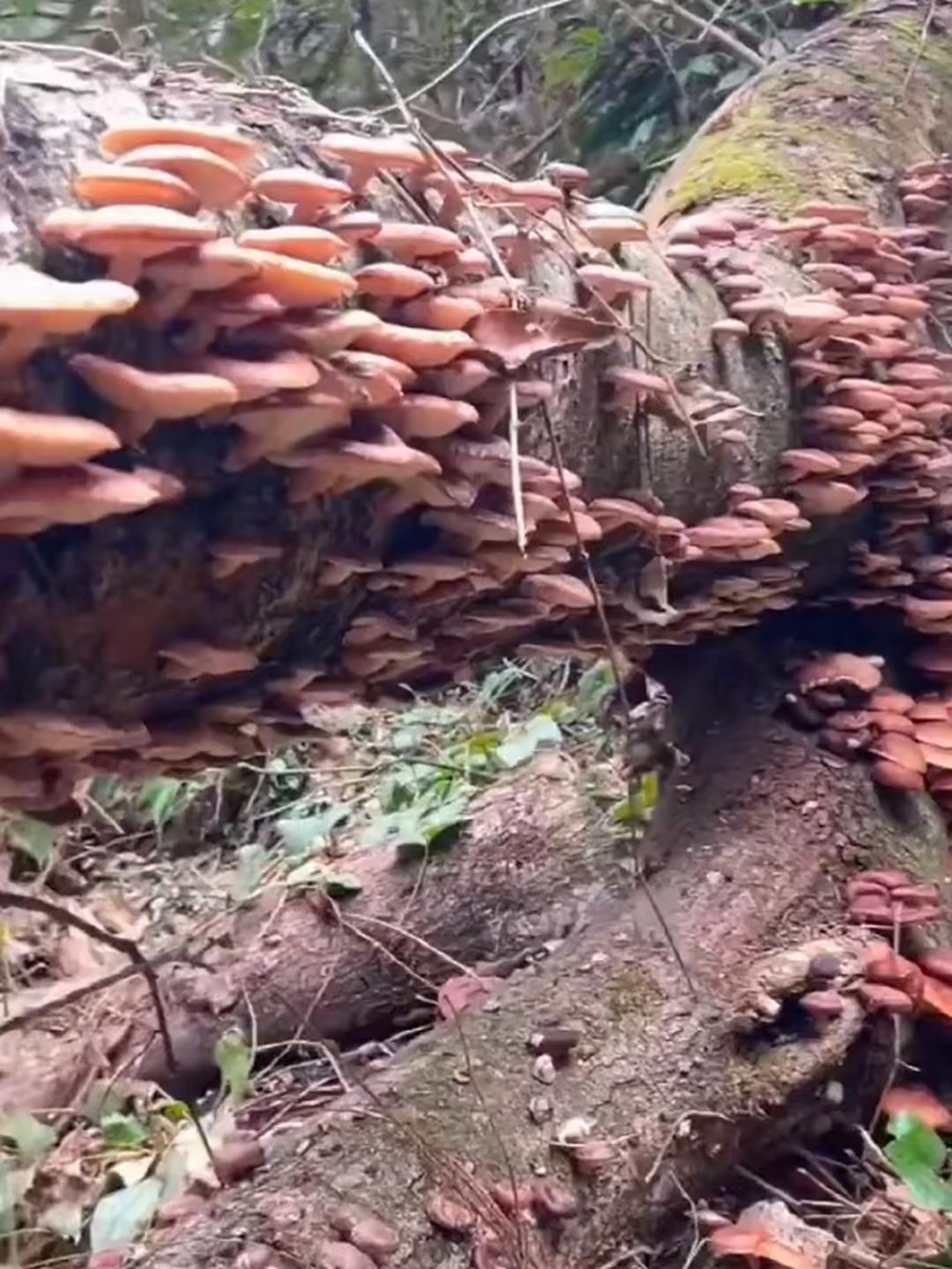山里一棵倒下来的树上长了一树这样的蘑菇我没见过人家种蘑菇不
