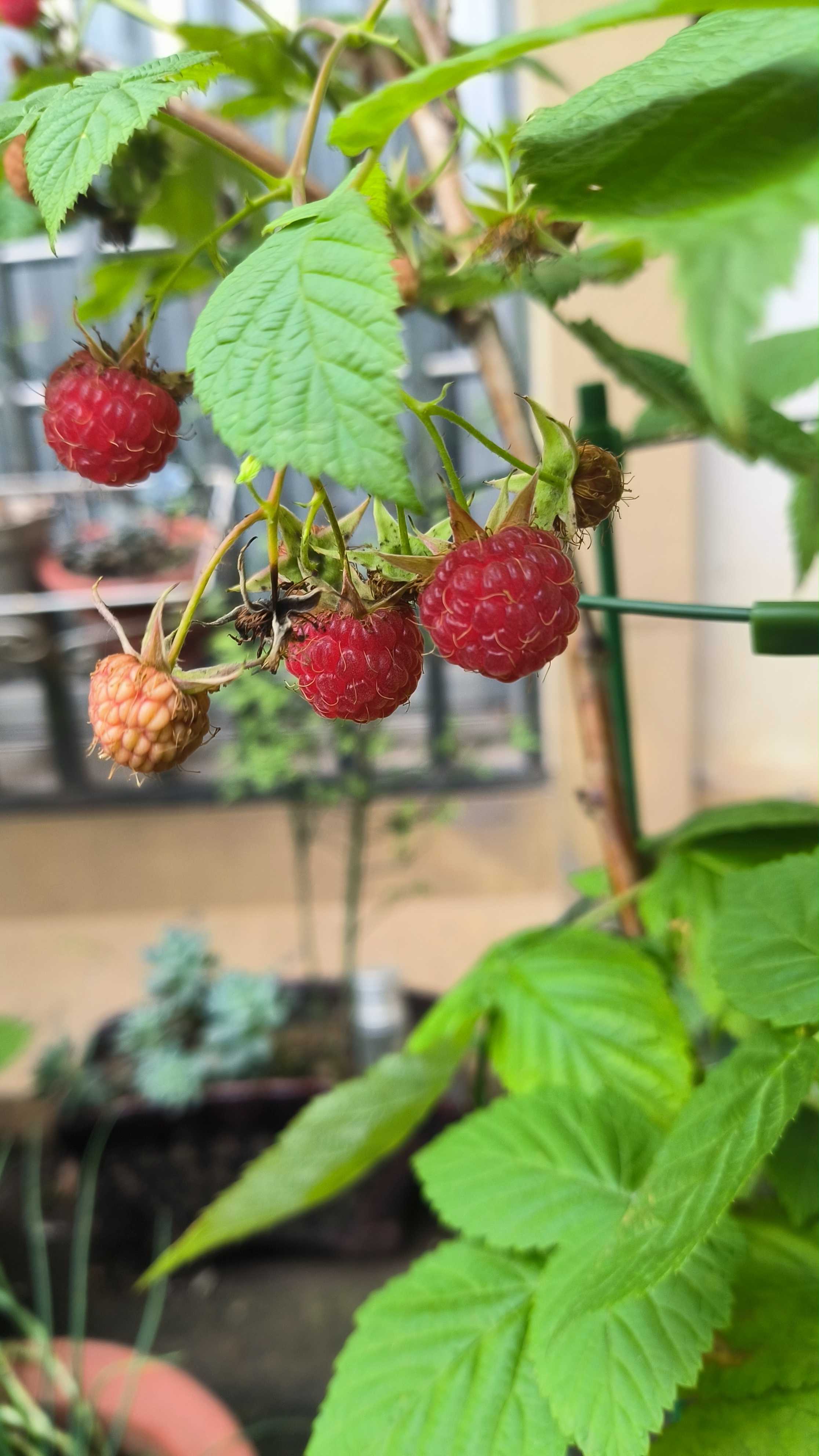 喜欢这样的夏日傍晚,吃着酸酸甜甜的树莓,再放一些曲子,心静了,人也