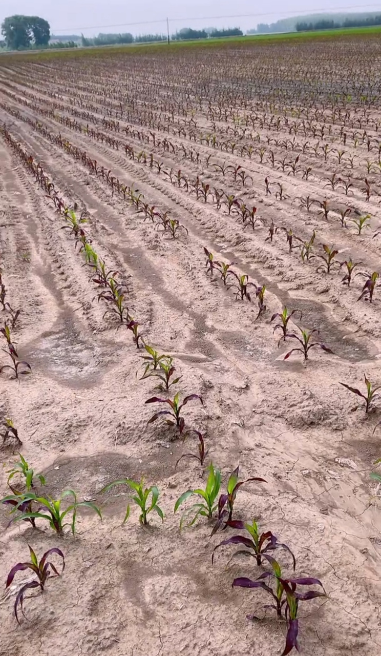 今年种的玉米,玉米苗倒是都长出来了,可怎么好多都变成紫色了?