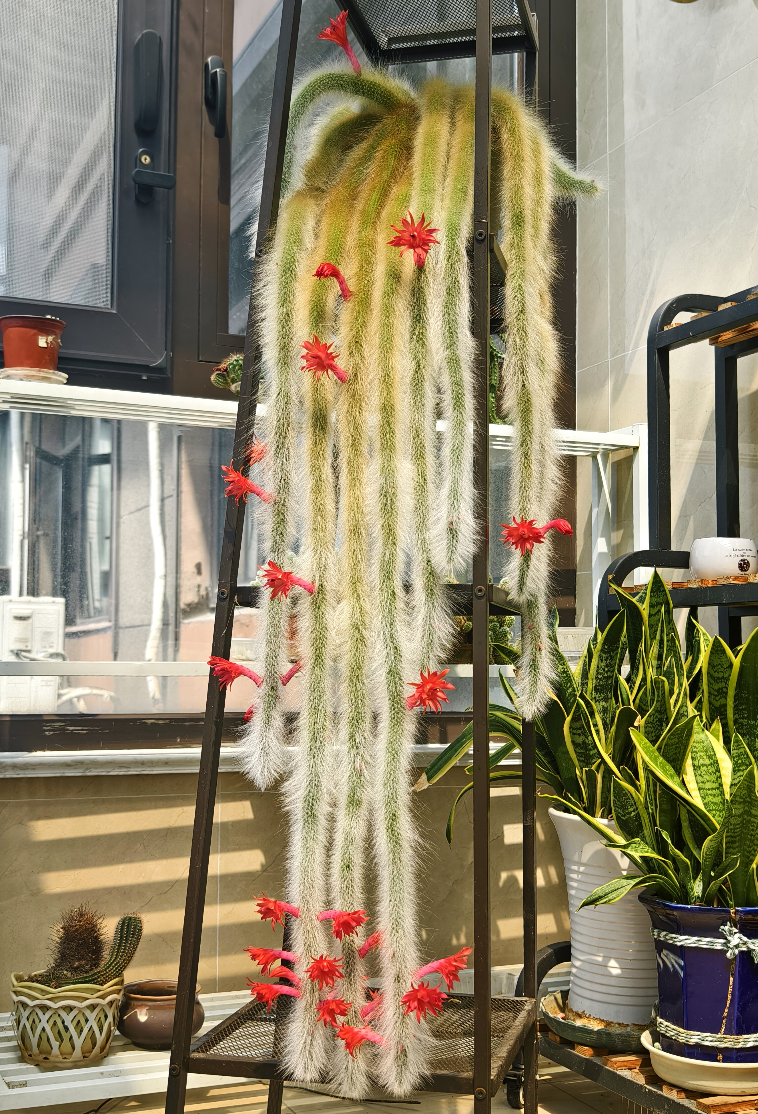 猴尾柱又换了新花衣,这盆猴尾柱从5月中旬开花以后,一直在不断开花