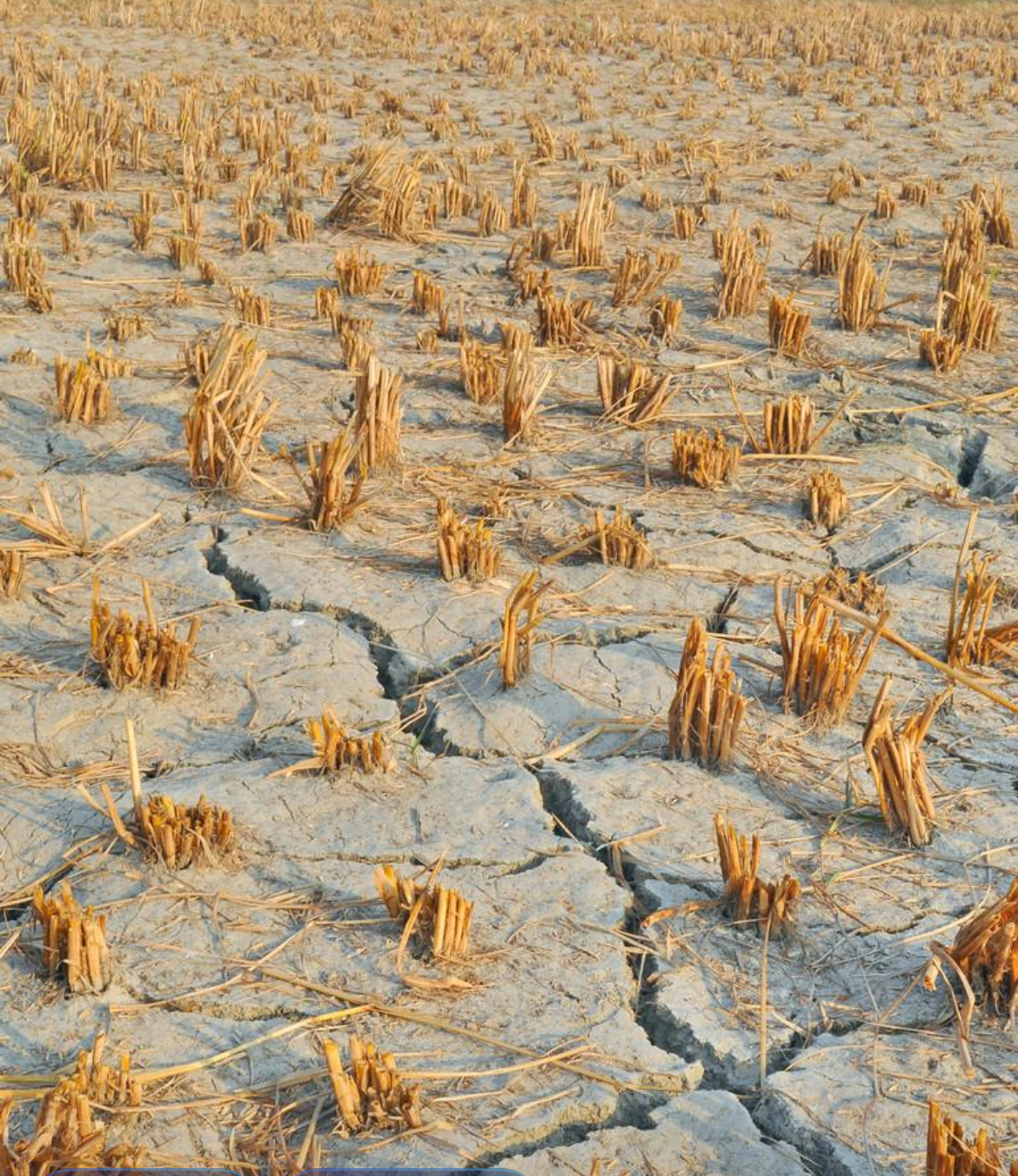 等地区气温高达39度, 不但天气炎热雨水也少, 导致部分地区水库干涸