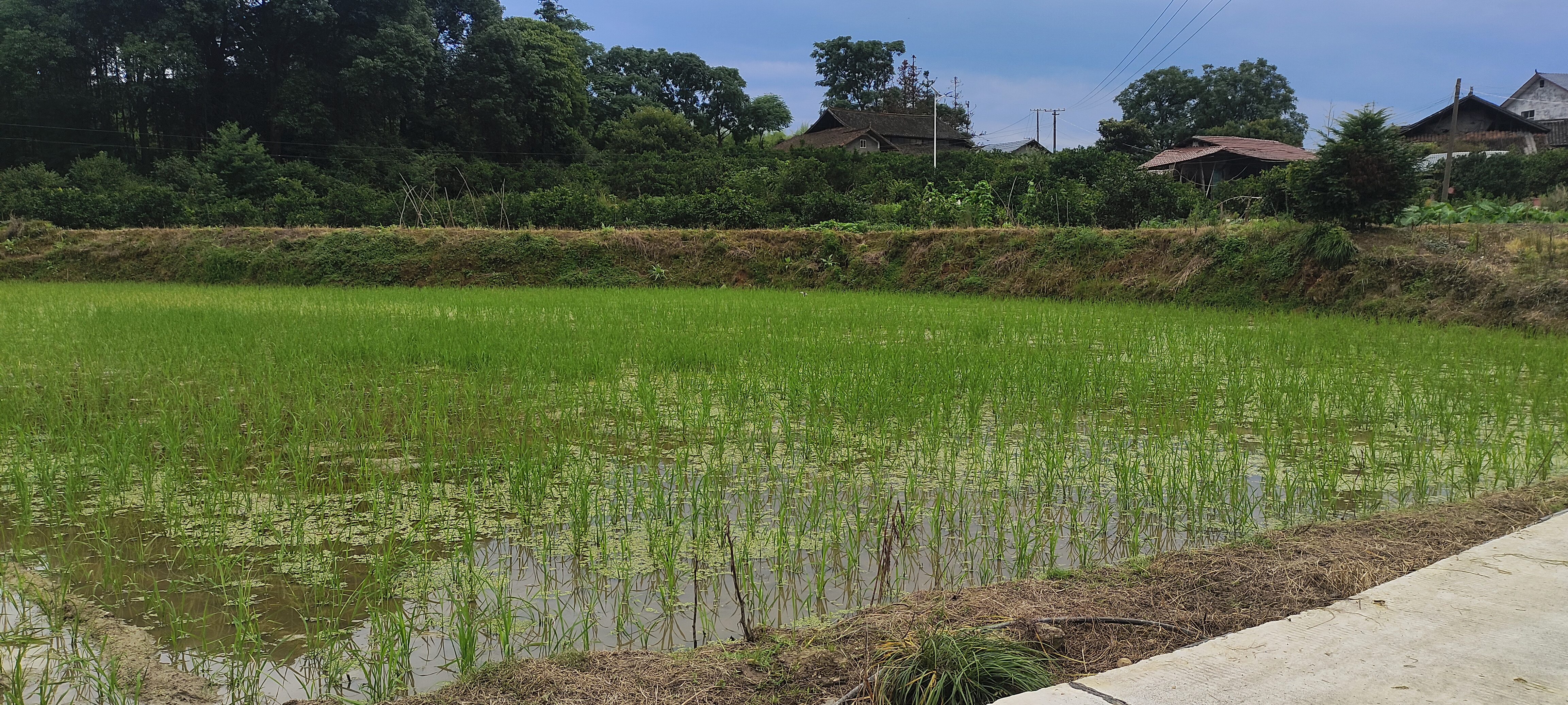 一个星期没回家,禾苗就已经长这么茂盛了,上周还是一片荒地呢