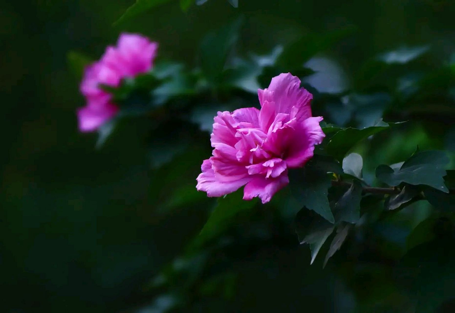 园艺 | 木槿花 木槿(拉丁学名:hibiscus syriacus),别名喇叭花,朝天暮