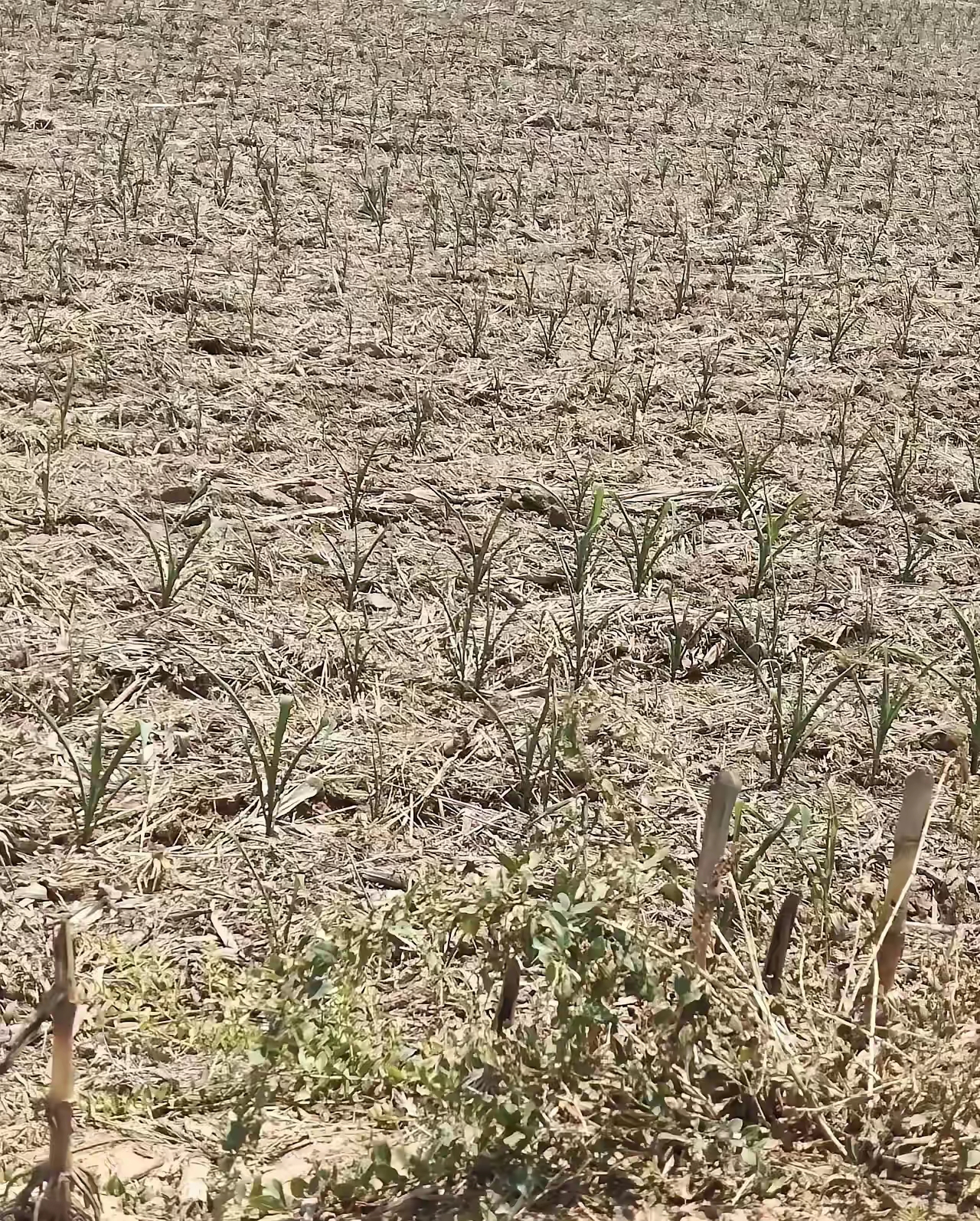 受灾图片玉米干旱图片玉米受灾图片抗旱图片玉米大旱图片玉米干旱的