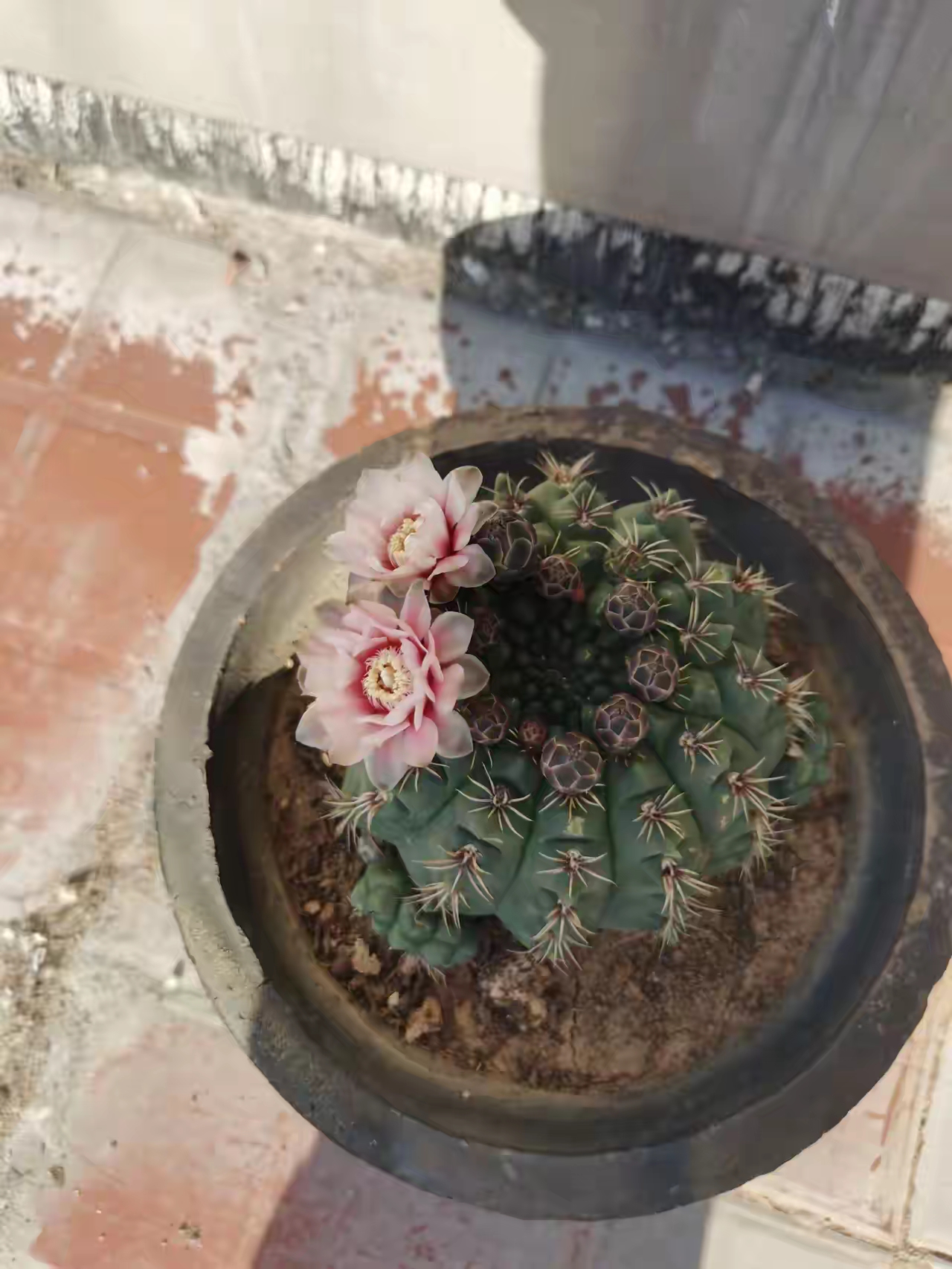 仙人球开花可谓是千姿百态,尤其是群开的时候特别漂亮.