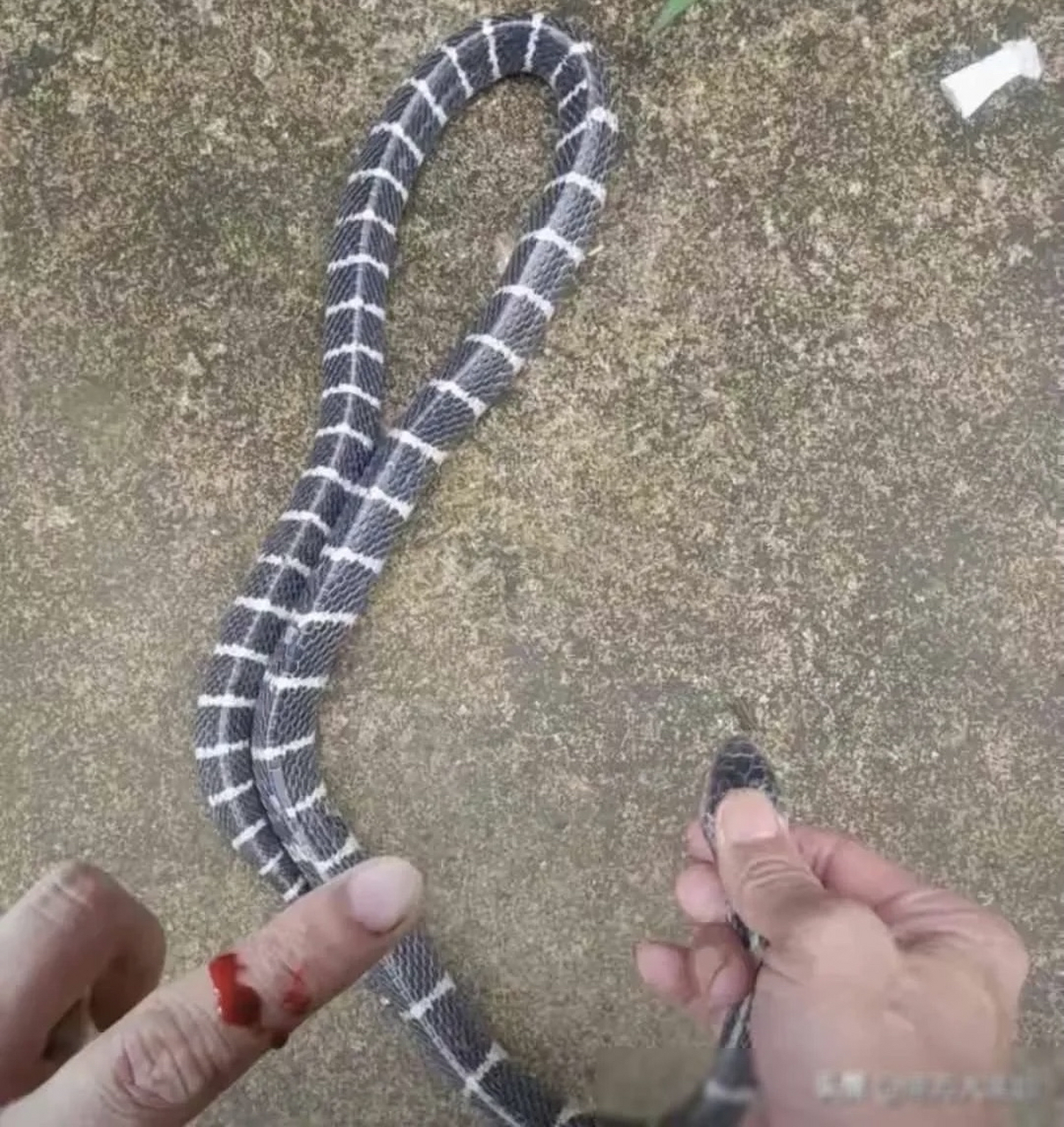 意外发现一条约莫5米多长的纯黑色大蟒蛇懒洋洋地躺在那里晒日光浴