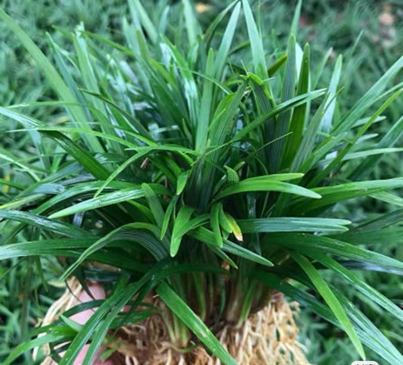 矮麦冬也叫玉龙草