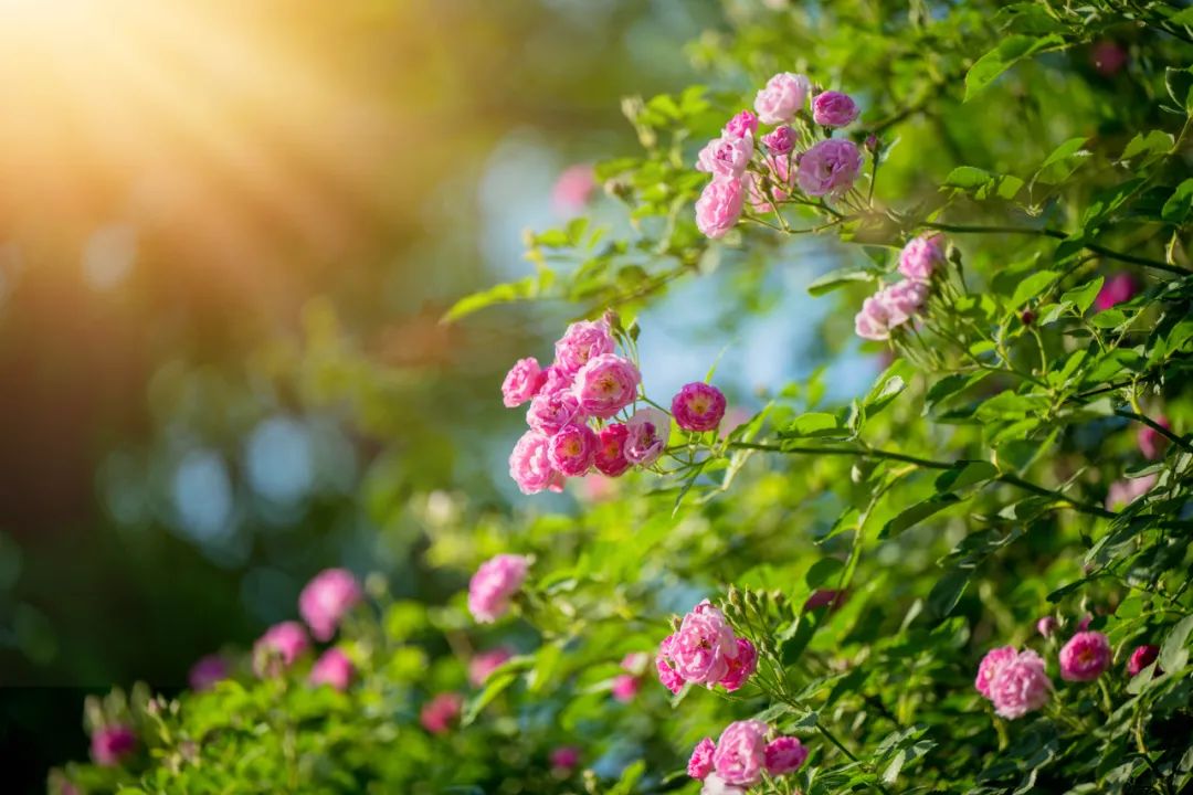 热门电视剧《繁花》已在tvb热播,独特题材与深刻情感内涵引发观众瞩目