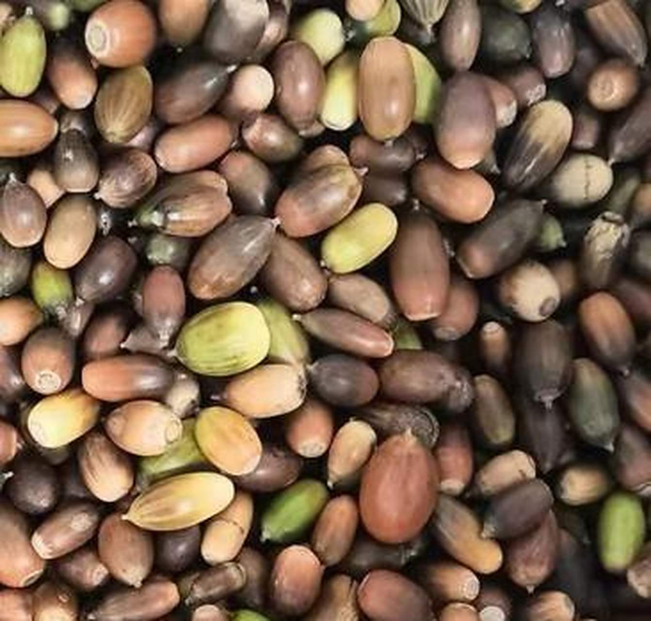 长这么大还没见过的果实,这就是青冈果.