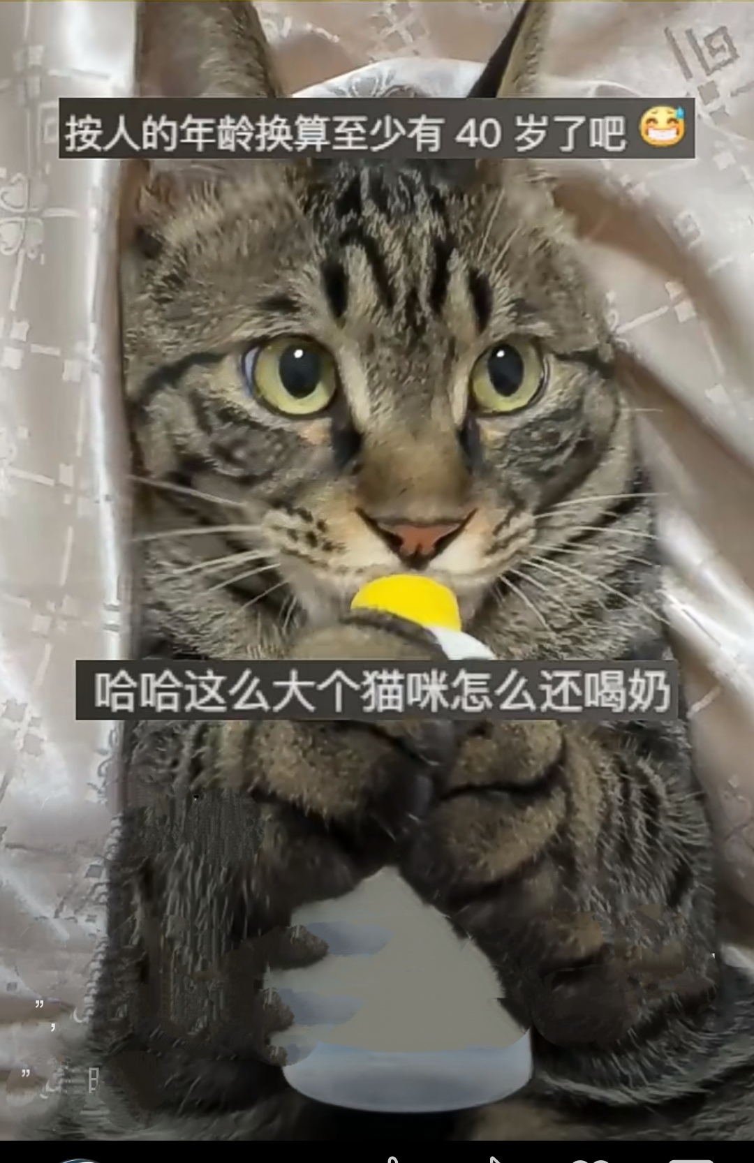 猫咪抱着奶瓶喝奶还发出呼噜声好像一个成熟的小宝宝