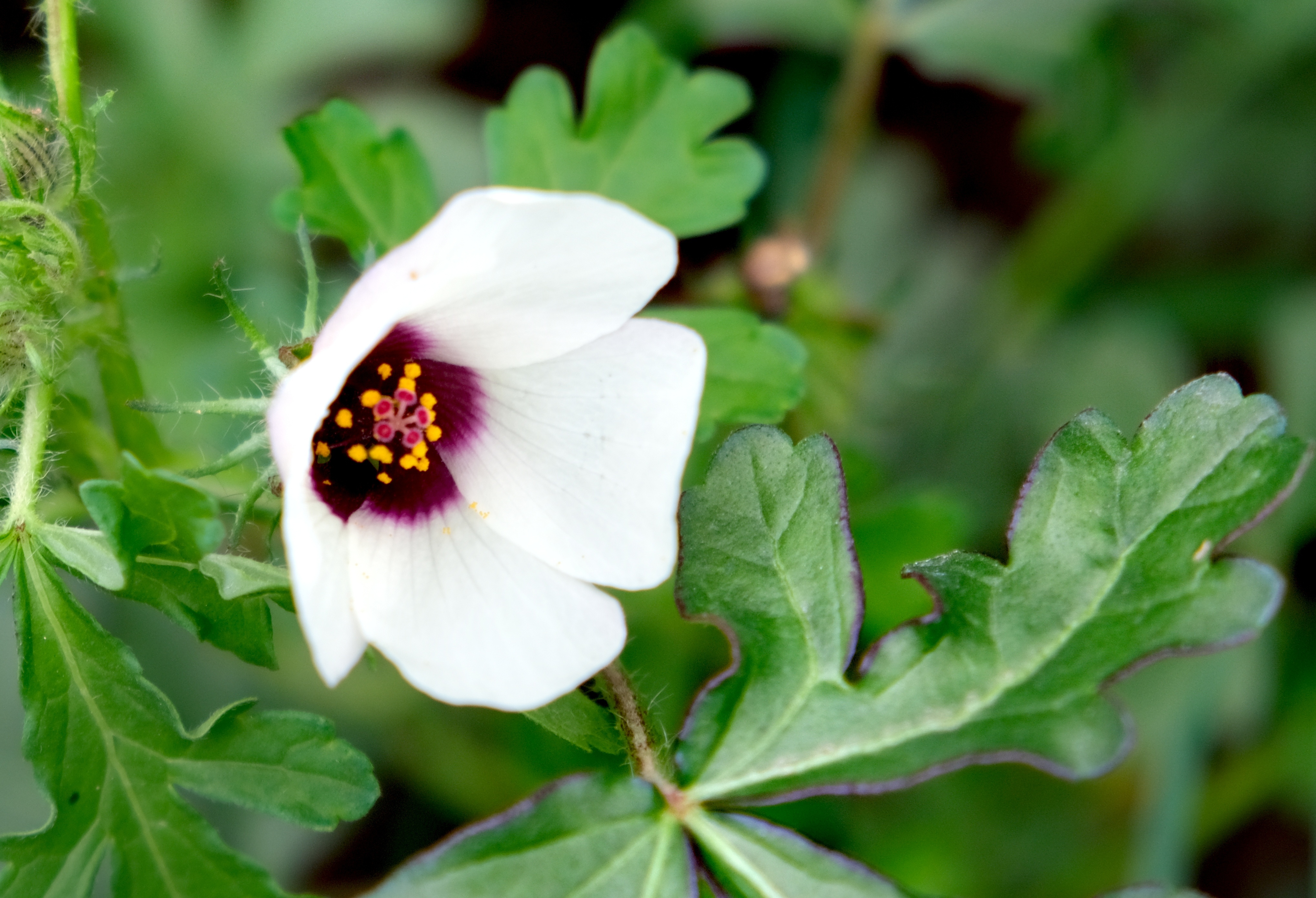 在无人关注的角落里绽放的野西瓜苗花,不结西瓜结的像灯笼的花朵