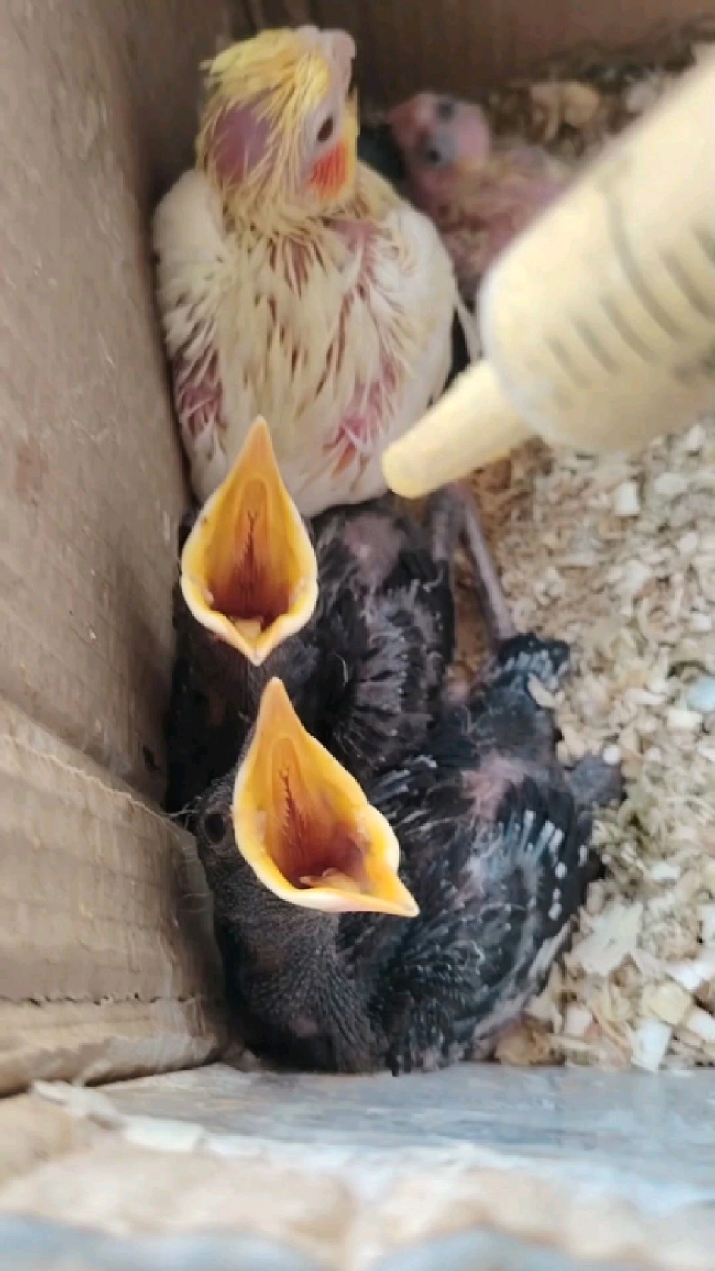 新手鸟友不懂八哥雏鸟怎么喂养的来看看?八哥小鸟喂养教程-度小视