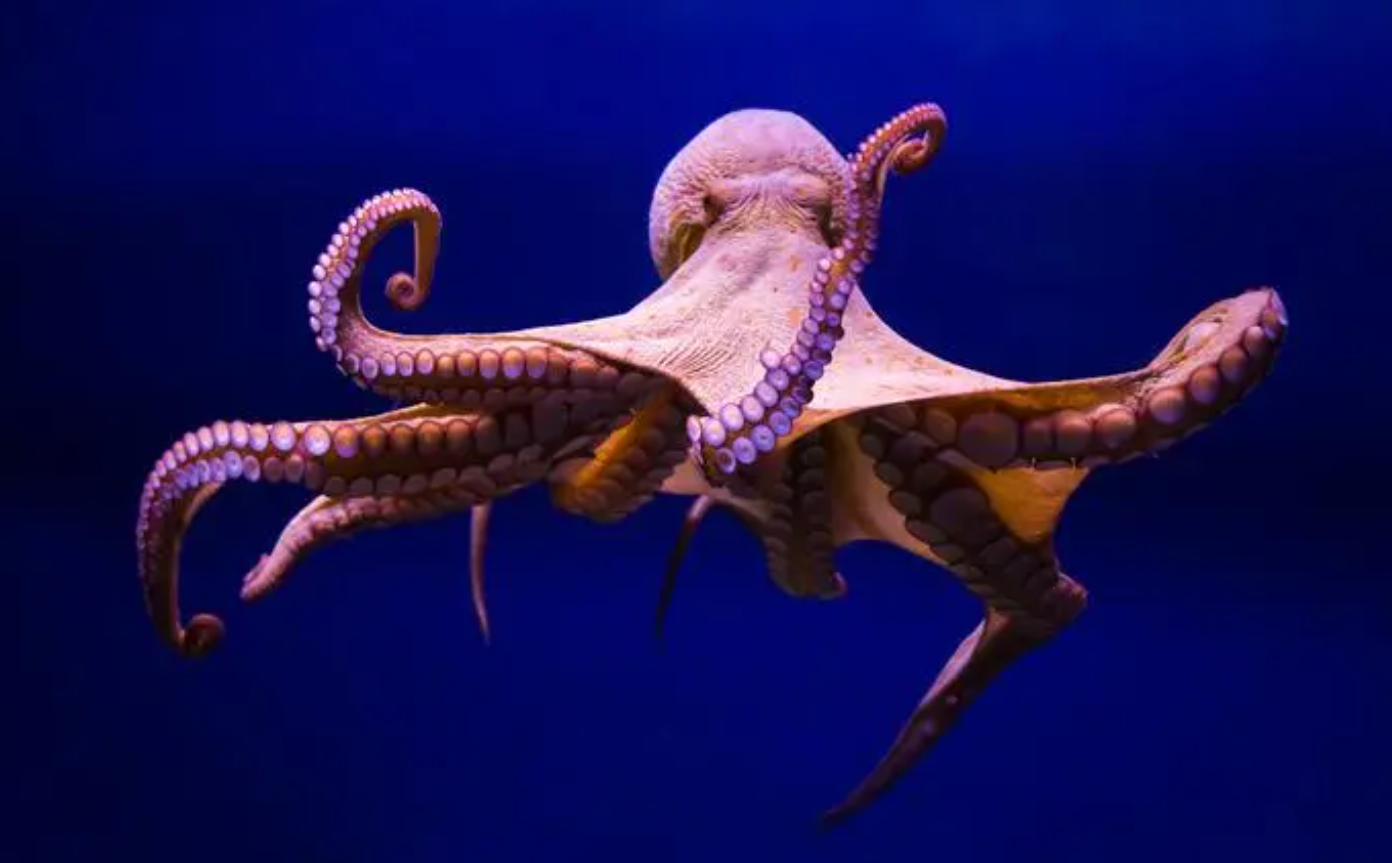 回顾:木卫二海洋中也许存在章鱼般外星生物?英国科学家几乎肯定