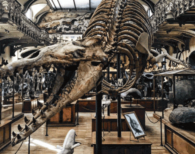 回顾:北极"高烧"不断,史前生物遗骸陆续现身冰层下的