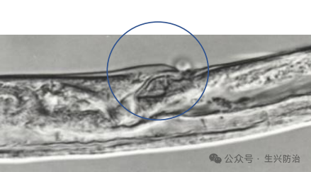 松材线虫显微镜图片