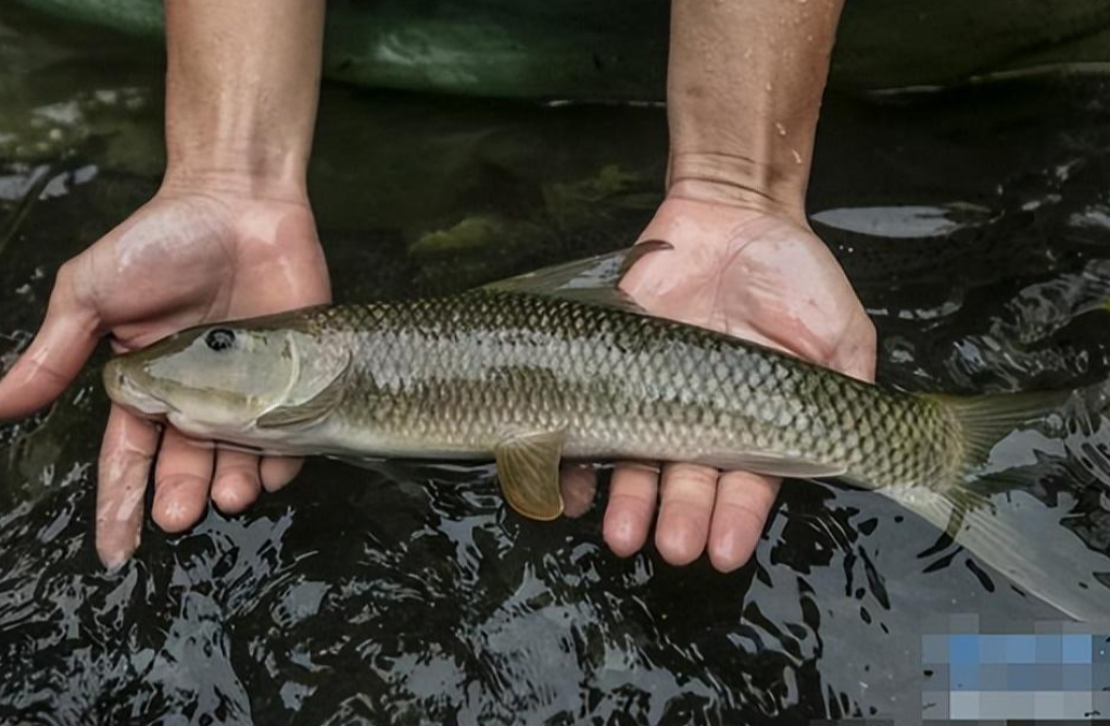 16年前,重庆一老汉宅邸发现鱼泉,因此年获益30万,现况如何?