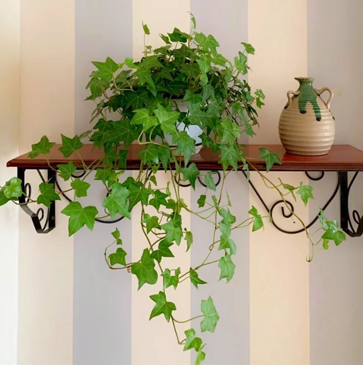 6种耐阴花,养在室内状态佳,怕见"直射光",半阴环境长得好