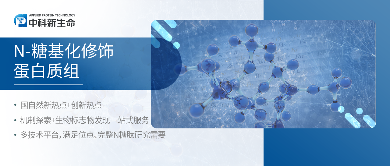 APSB长篇综述(四):N-糖基化在血管生成和癌症代谢中的作用