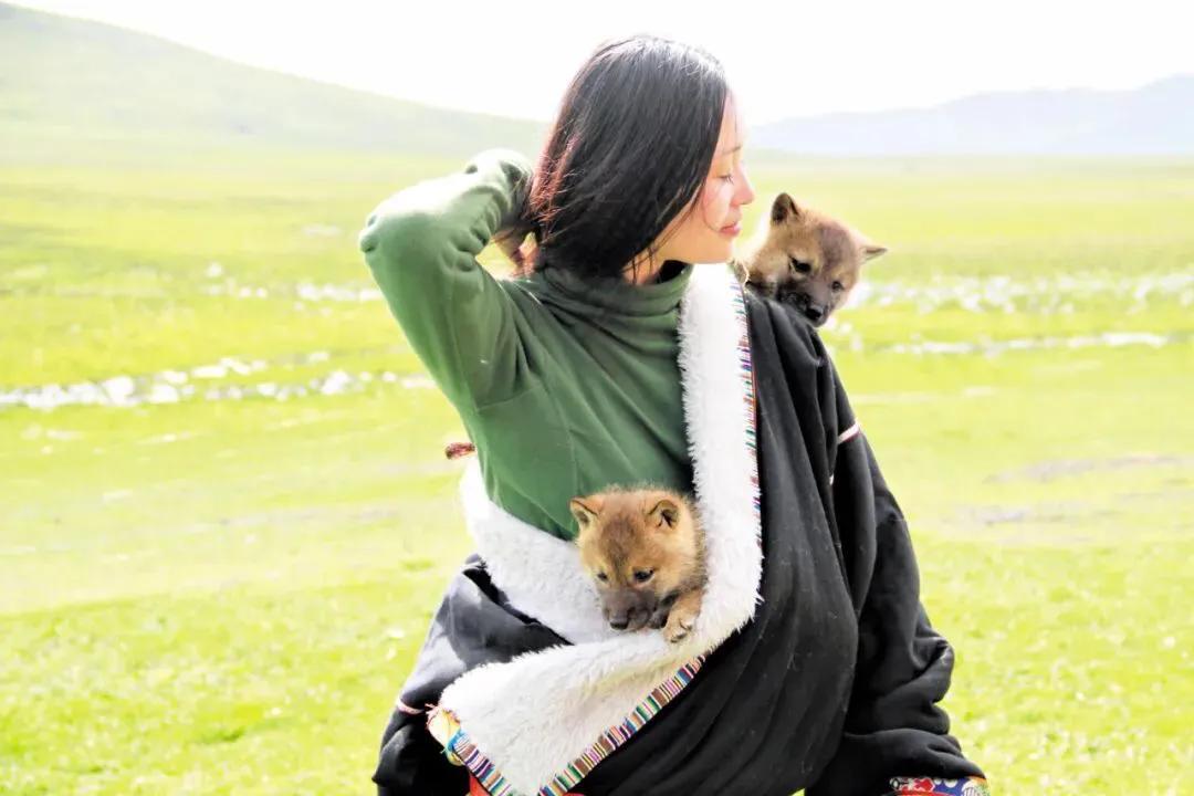 回顾:她把狼当儿子带回家,10年后它成狼王,重逢却不敢相认