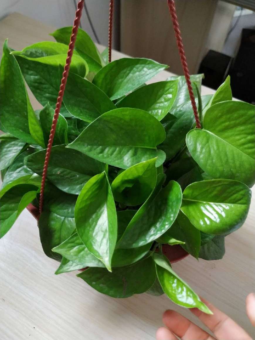绿萝夏天就爱喝这个水,半月喝一次!不板结,不黄叶,天天猛抽芽
