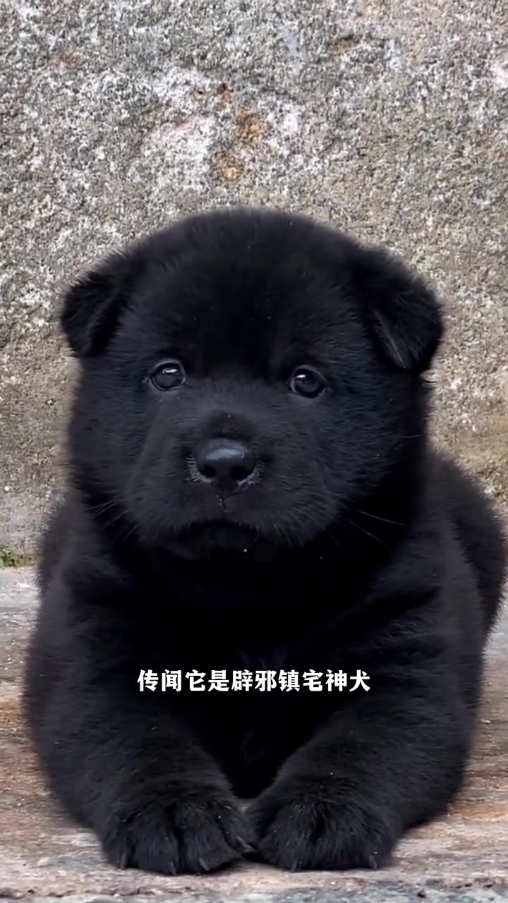 五黑犬和五红犬哪个好