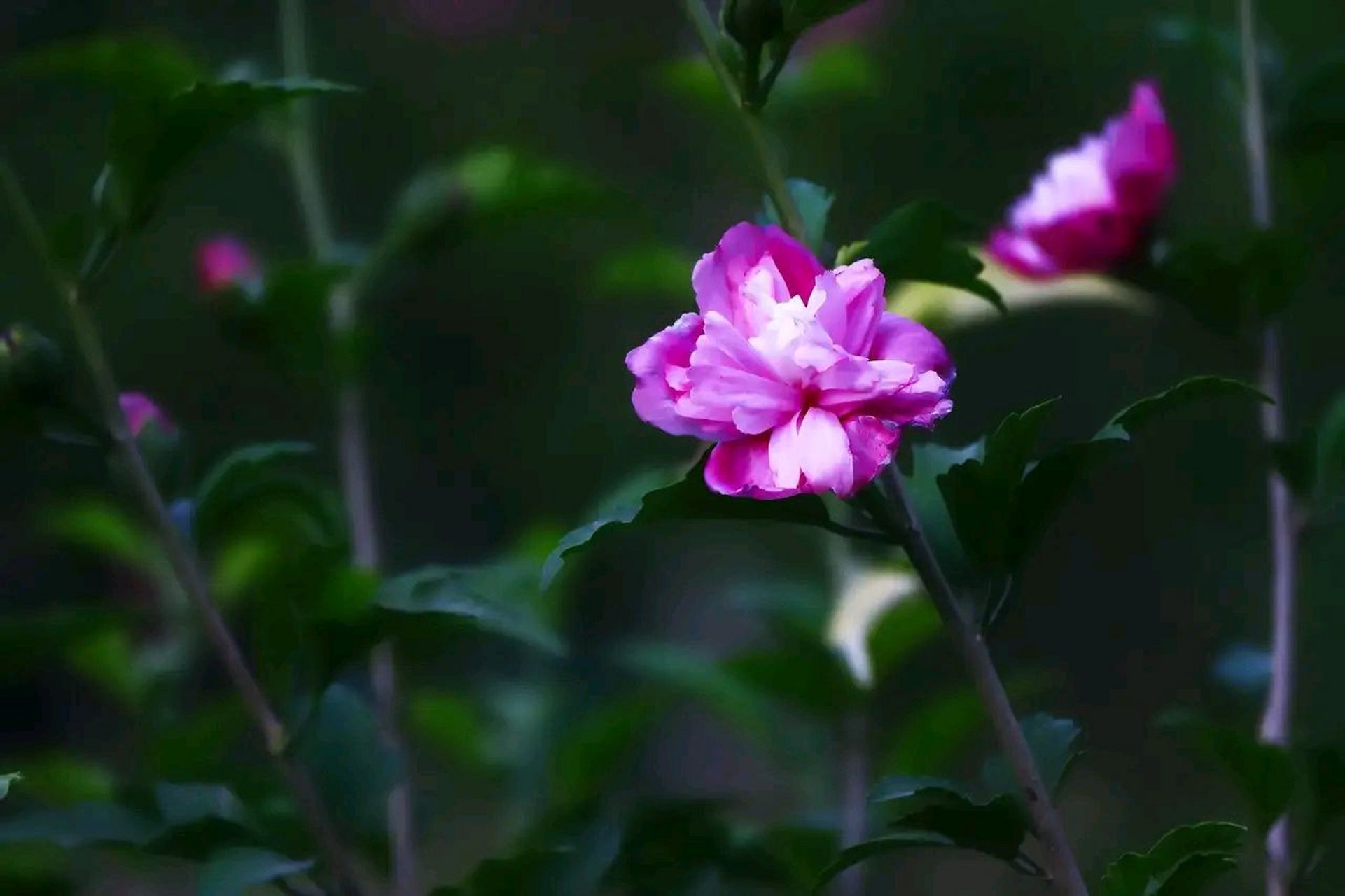 园艺 | 木槿花 木槿(拉丁学名:hibiscus syriacus),别名喇叭花,朝天暮