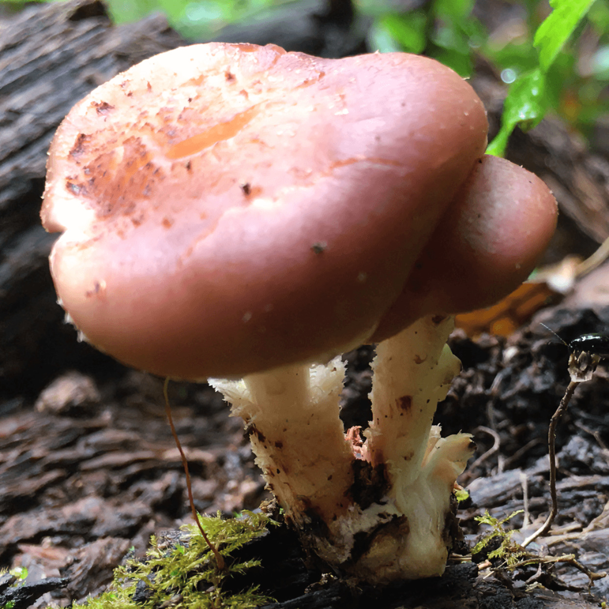 云南深山野生香菇(香蕈)干货