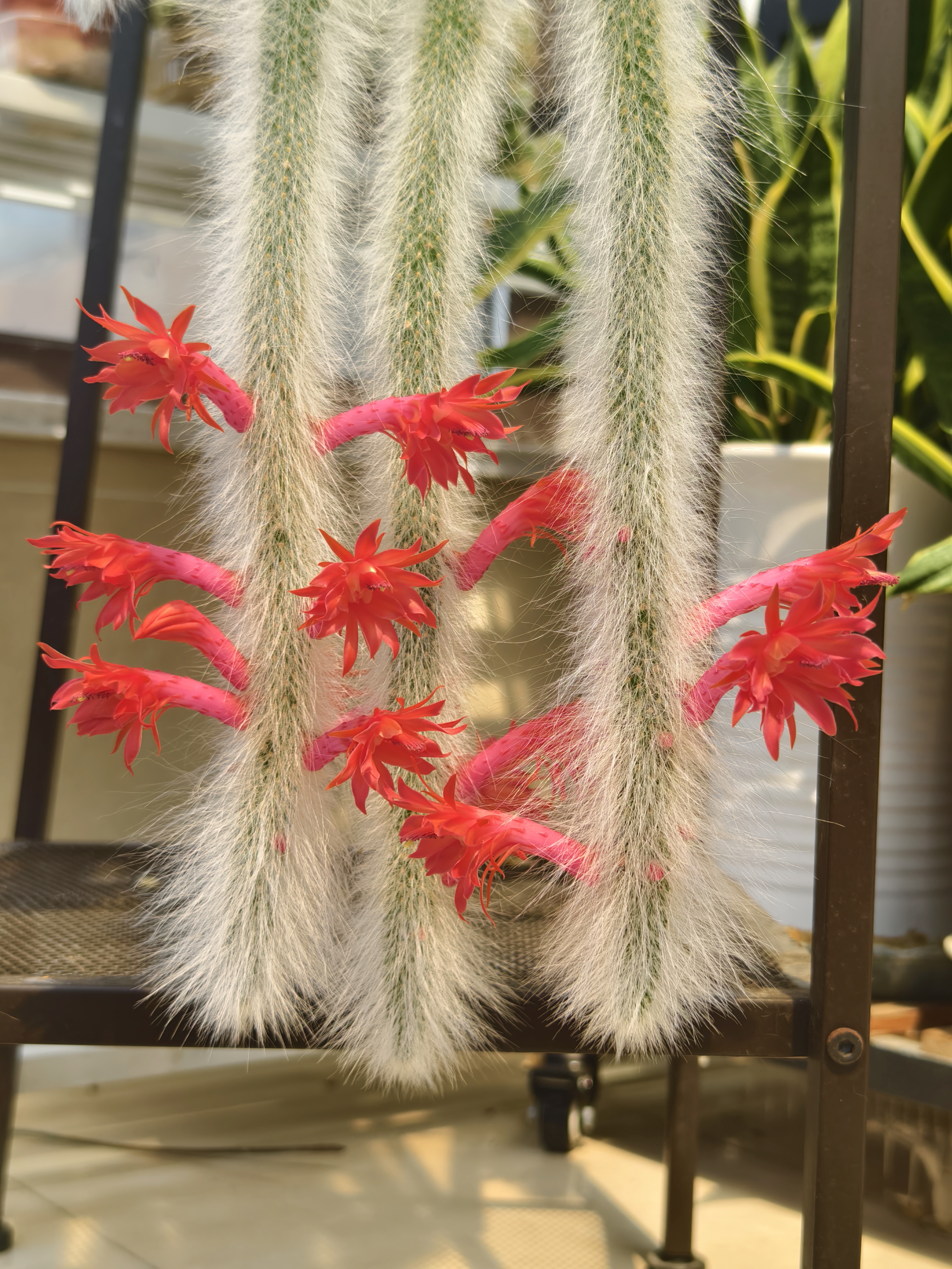 猴尾柱又换了新花衣,这盆猴尾柱从5月中旬开花以后,一直在不断开花