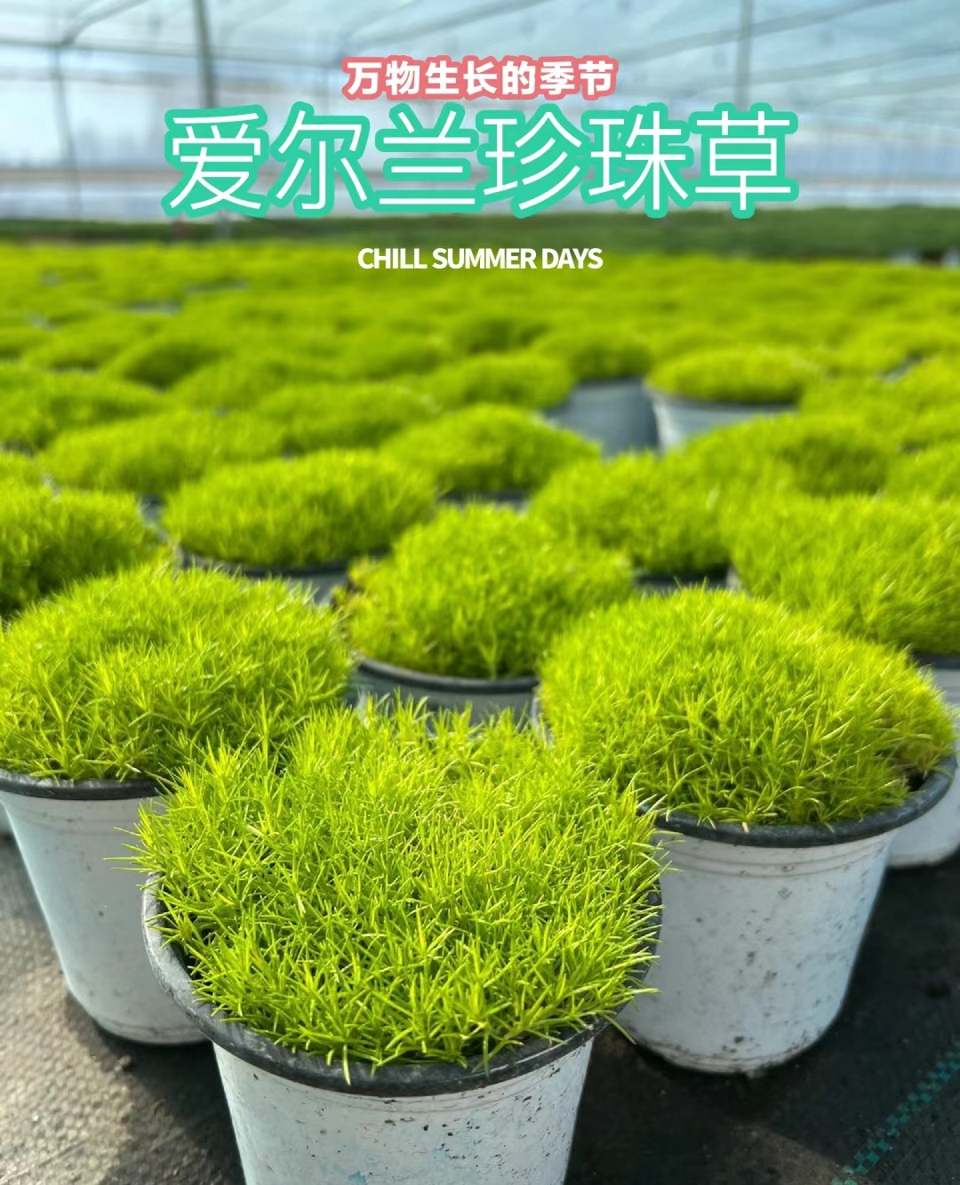 珍珠草种植方法图片