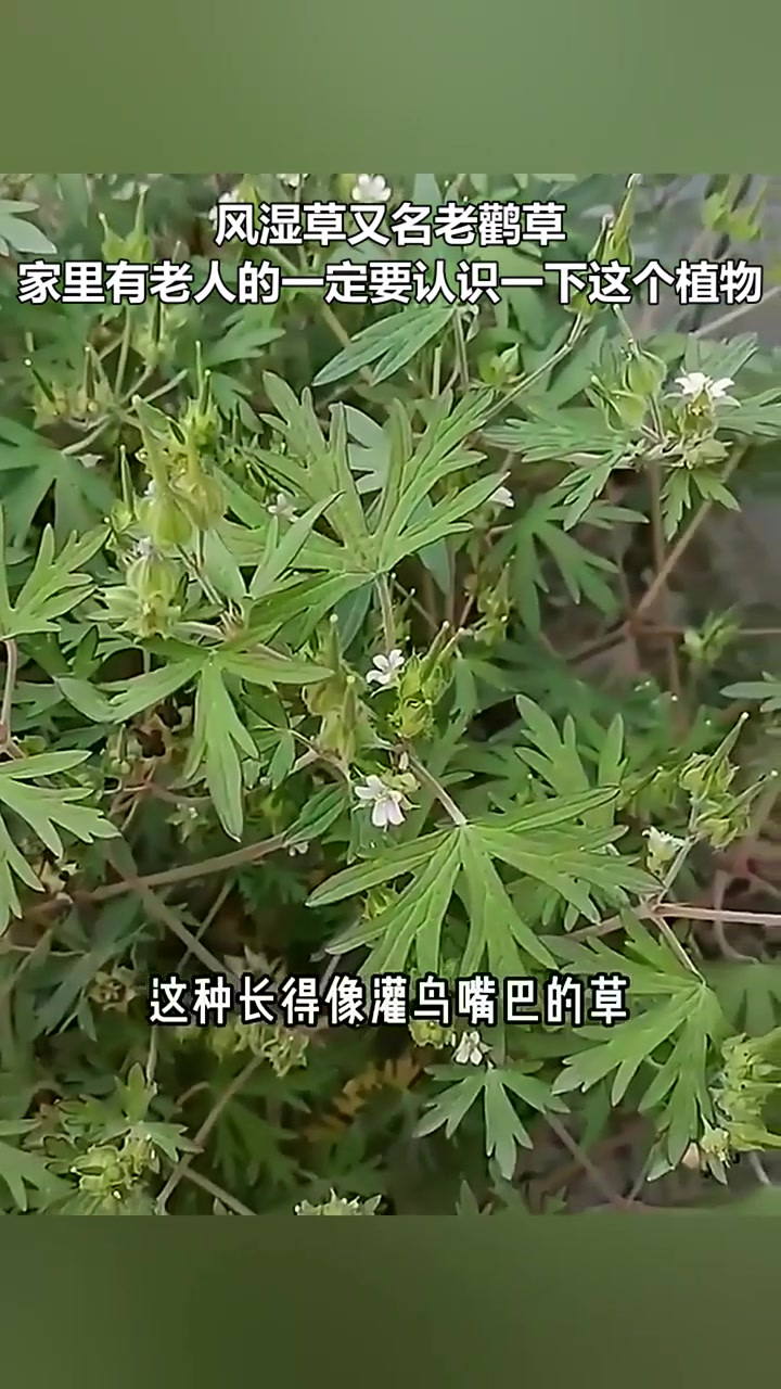 风湿草又名老鹳草,家里有老人的一定要认识一下这个植物