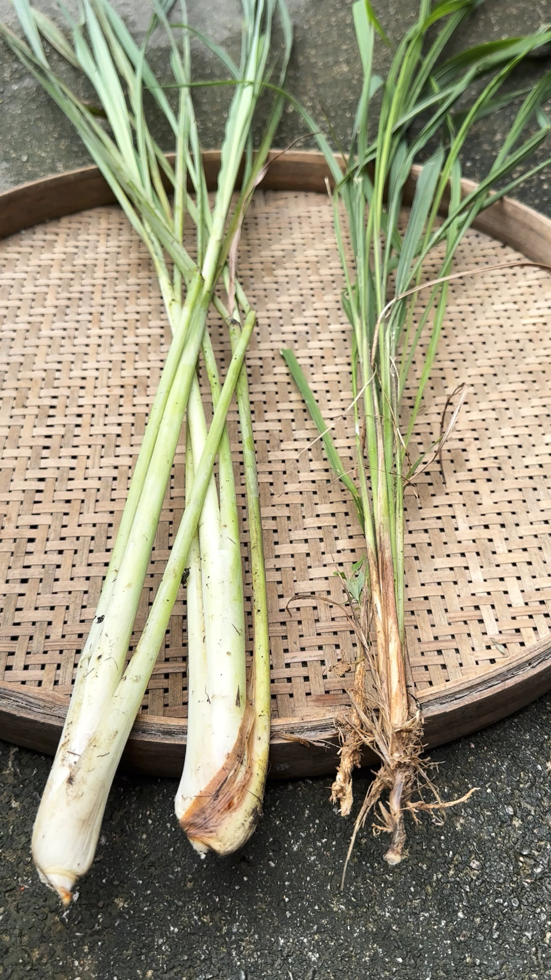 香茅草与普通茅草的区别