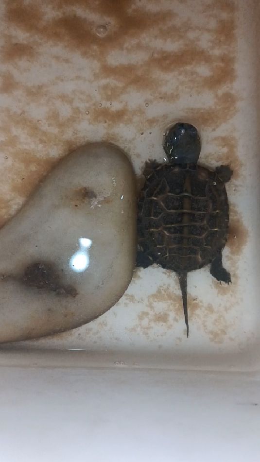 草龟苗子养了快一个月了!每天坚持喂龟!