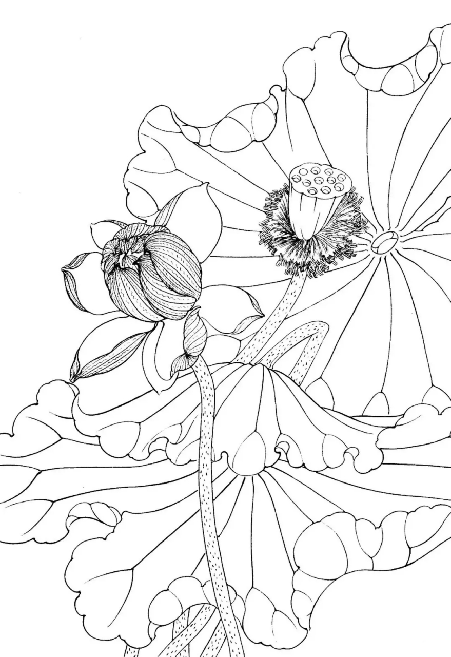白描荷花技法,想学画画的朋友可以了解一下!