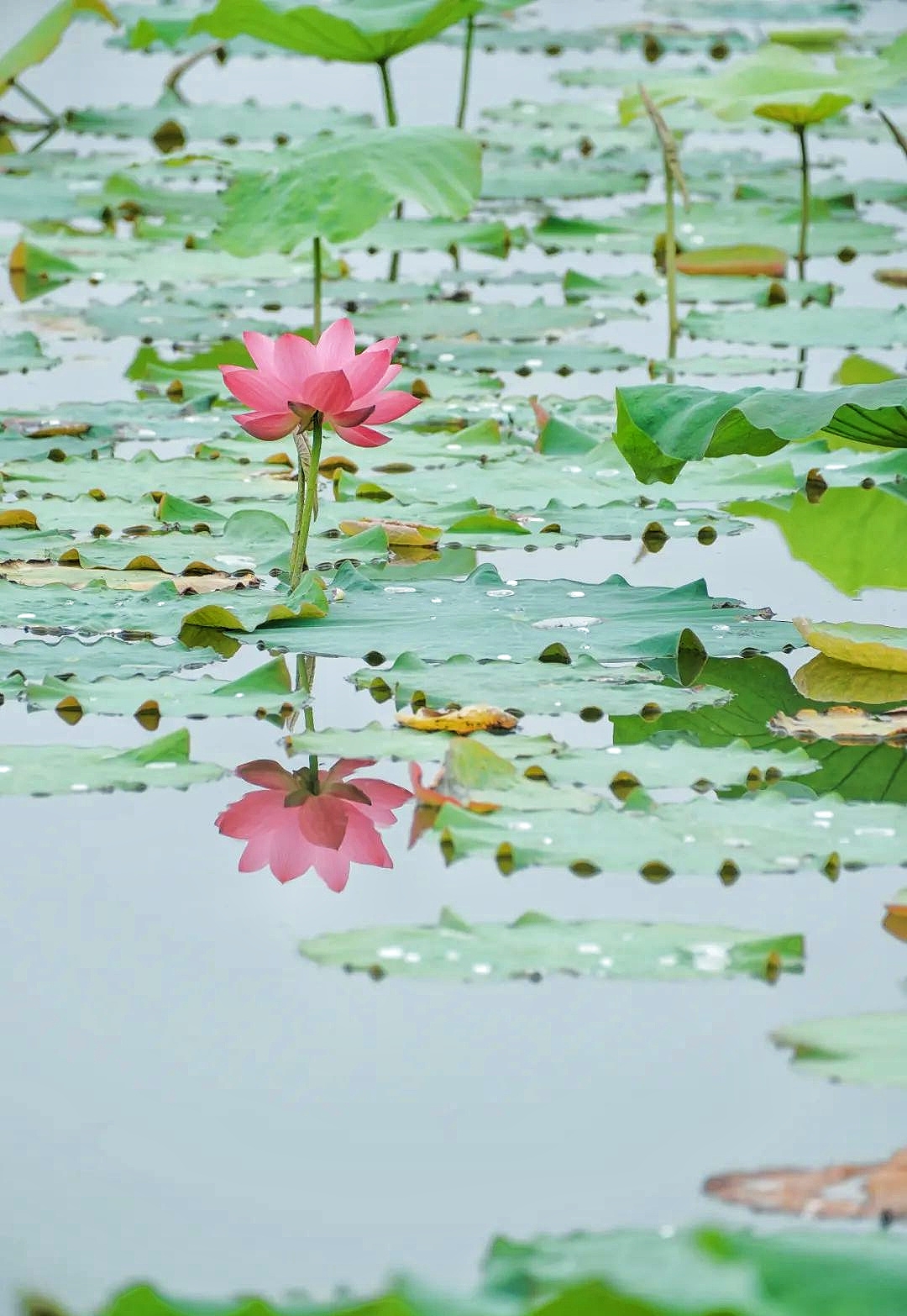 这里是绍兴上虞的"小西湖",适合周末闲逛,花束和小竹筏真的太出片了