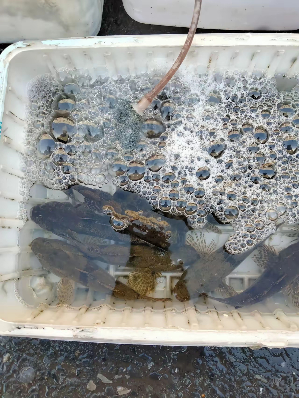 本地人称为"大头haofu"的这种鱼现在在上海市场上要卖到200块钱一斤