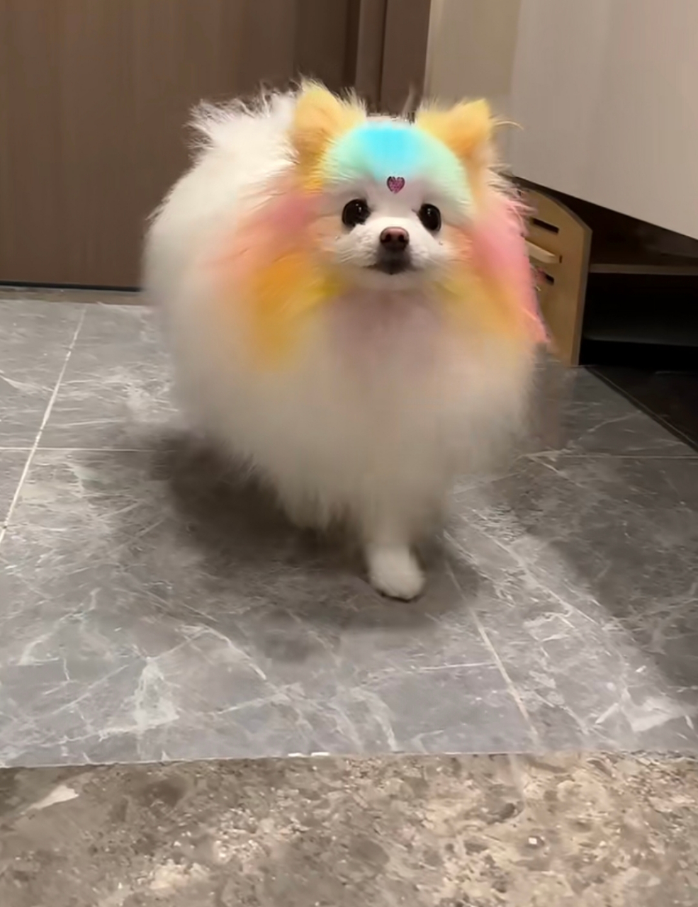 现在狗狗都这么时髦了,不过话说回来,染的还怪好看的嘞