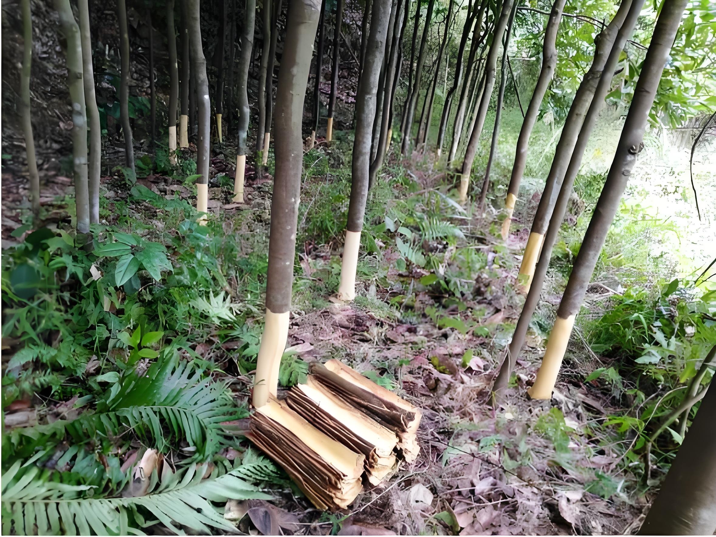 肉桂:从厨房到药箱的多功能植物