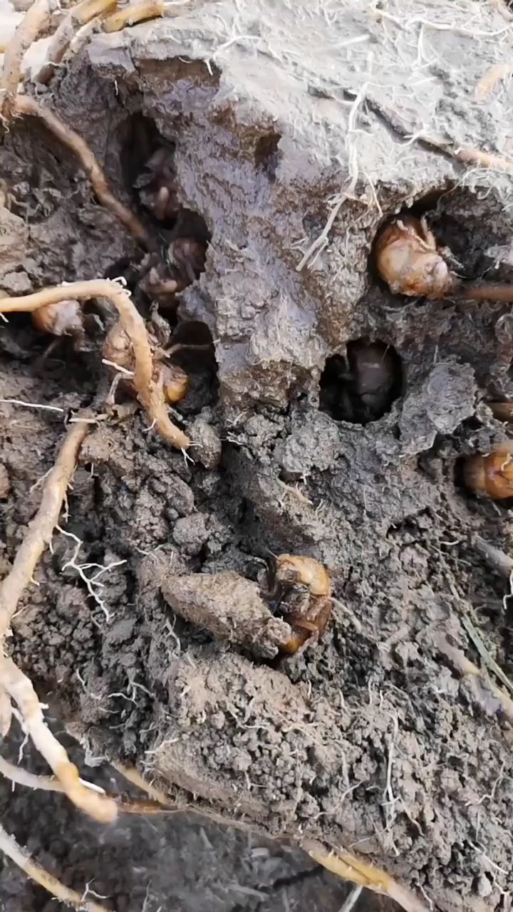 金蝉幼苗知了猴幼苗蝉卵爬叉种卵孵化好蝉卵枝只有树就可以养殖