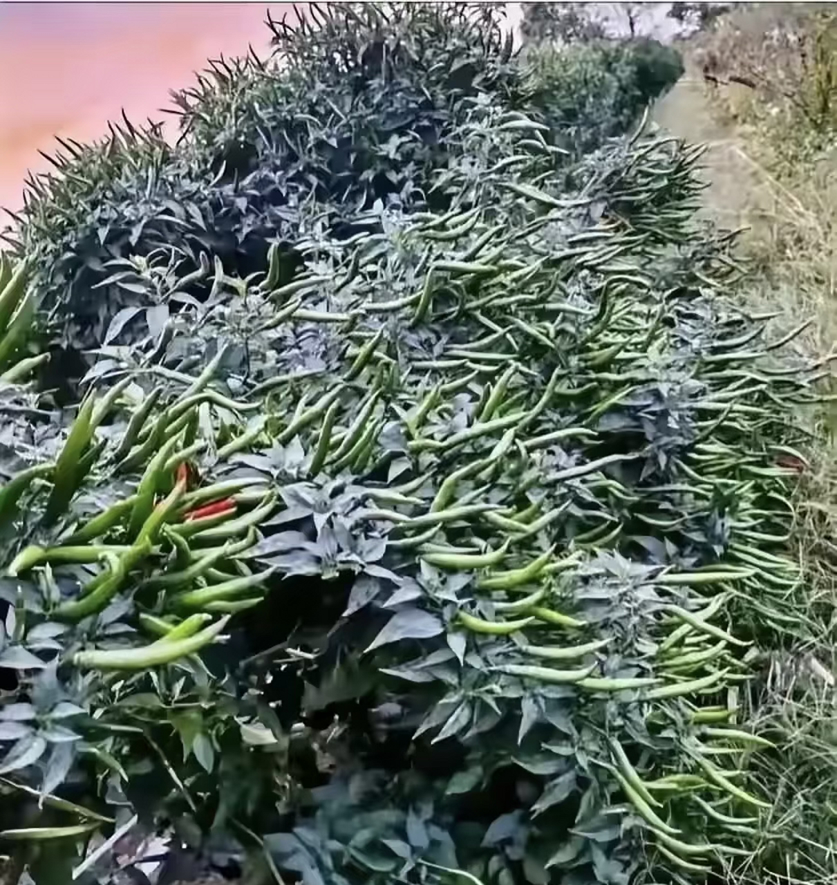 花了二十块钱买的辣椒秧子,没想到产量这么高,这么多怎么做才不浪费?