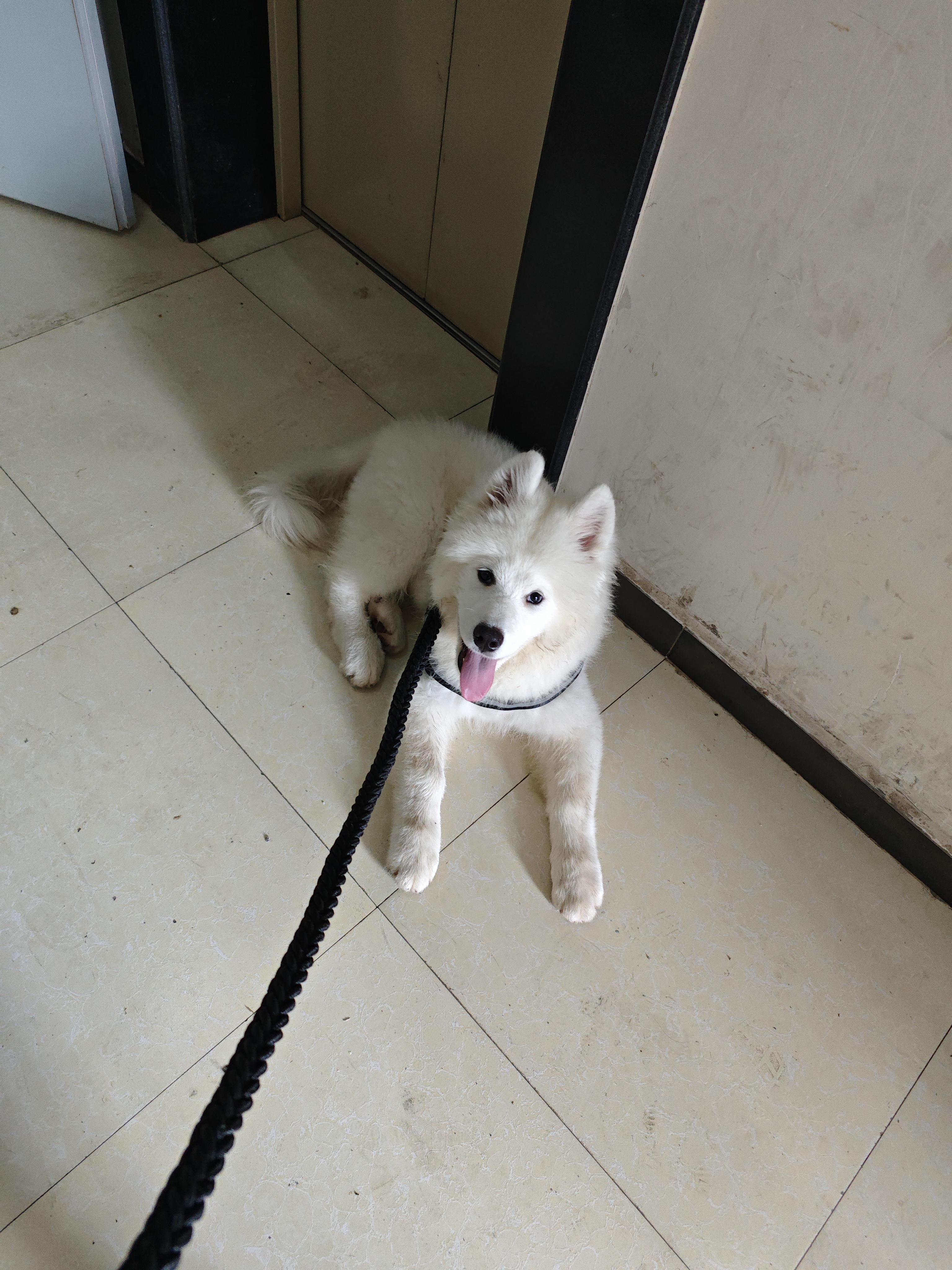 萨摩小狗狗的一天